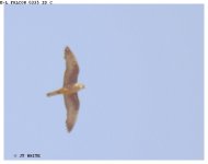 DSC_0335_ELEANORA LANNER FALCON_e.jpg