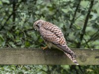 a kestrel shot sep 27 2020.jpg