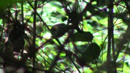 rufous-capped babbler 1.jpg