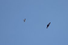 Sparrowhawk and buzzard.JPG
