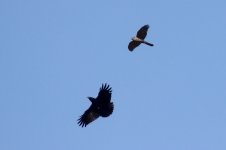 sparrowhawk and carrion crow.JPG