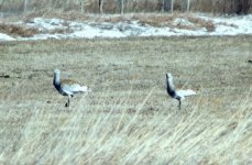 Great Bustard-2.jpg