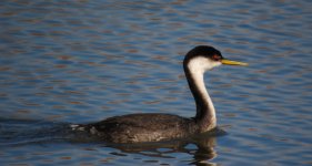 Western Grebe 2 Bennington Digiscoped Nov 11.jpg