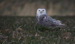 Snowy Owl Digiscoped resized march 1 Nine Mile Canyon road.jpg