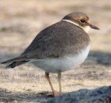 Longbilledplover1.jpg