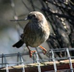 dunnock.jpg