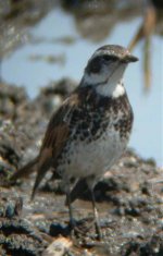 Dusky Thrush.jpg