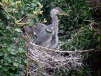 heron nestling beaulieu 200407.JPG