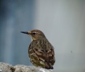 r pipit clogher 220407.JPG