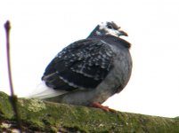 Feral pigeon, Lathkilldale 120307.jpg