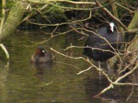 Little grebe Lathkilldale 120307.jpg