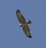 Buzzard 2c.jpg