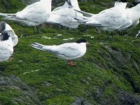 Roseate Tern 01 copy.jpg