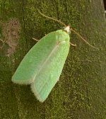 Tortrix viridana (650).jpg