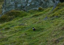 Ring Ouzel.jpg