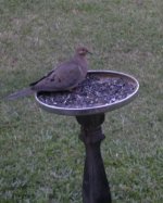 mourning dove.jpg