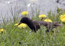 european-starling2.jpg