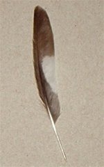 Feather3.jpg