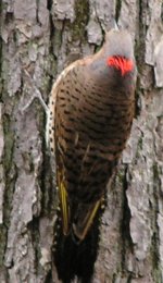 northern flicker 1889.jpg