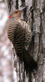 northern flicker 1893.jpg