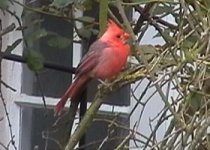 Cardinal 001.jpg