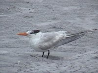 Royal Tern 1.jpg