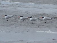 Royal Tern 3.jpg