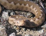 Nose-horned Viper1.jpg