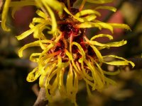 hamamelis small.jpg