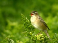 sedgewarbler2.jpg