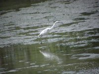 immature little blue heron.jpg