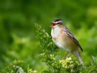 sedgewarbler.jpg