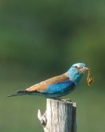 Bird-on-fence-post 2.jpg