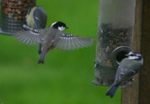 Coal tit hovering.jpg