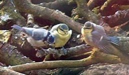 bluetit+2babies3.jpg