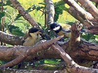 great tit+1baby2.jpg