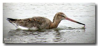 Black-tailed-Godwit_tongue.jpg