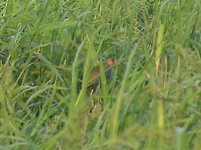 birdinthegrass-02.jpg