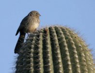 604-1517ce Bird on Saguaro.jpg