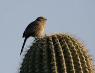 604-1515ce Bird on Saguaro.jpg