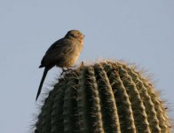 604-1514ce Bird on Saguaro.jpg