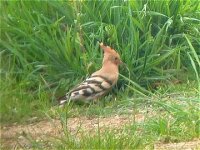 hoopoe_apr_04a.jpg