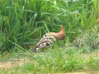 hoopoe_apr_04b.jpg