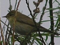 willow warbler.jpg