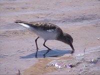 Sandpiper 3.jpg