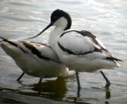 avocets 080603.jpg