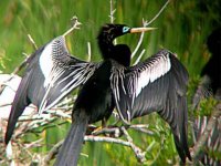 Anhinga2.jpg