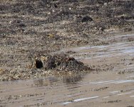 zoomed Otter and cubs.jpg