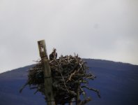 female Osprey .jpg