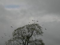 Common Gull & Tree BF.jpg
